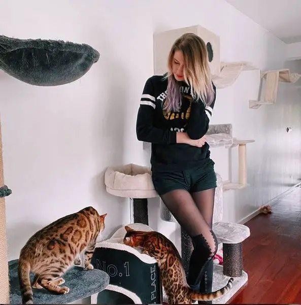 Lory mit Katzen